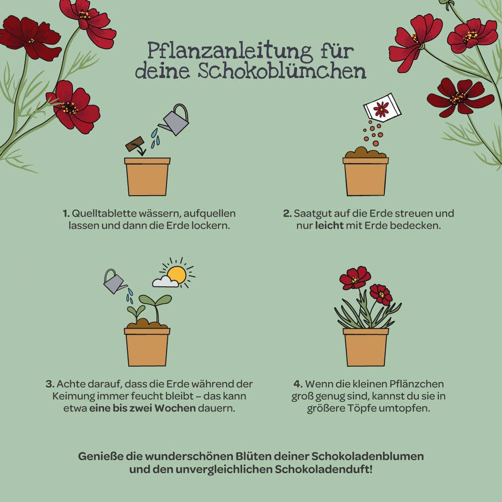 Anzuchtset Schokoblumen