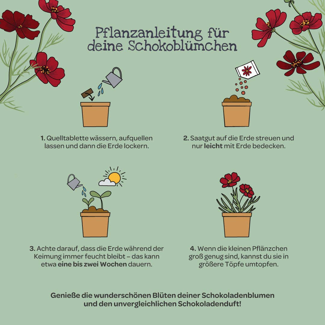 Anzuchtset Schokoblumen