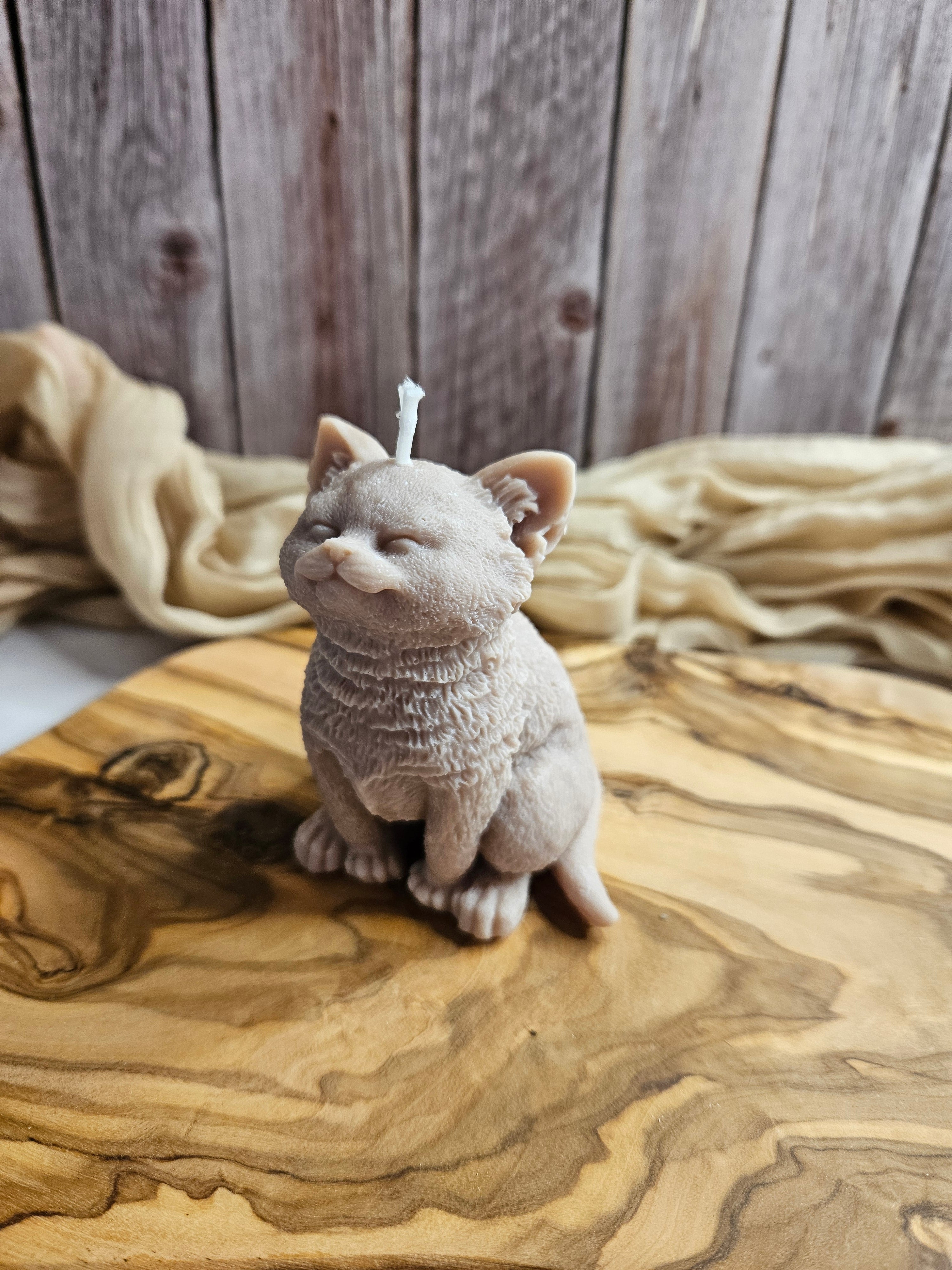 Katze